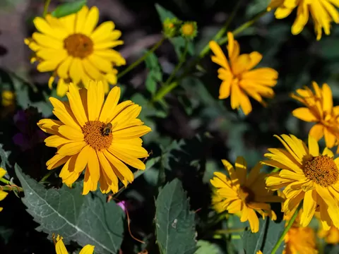 Słoneczniczek szorstki w ogrodzie