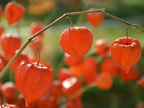 Miechunka w ogrodzie