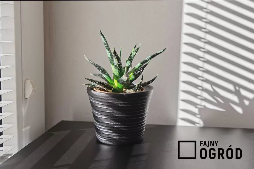 Aloes drzewiasty – uprawa, zastosowanie, właściwości Aloes drzewiasty w doniczce na parapecie to wspaniała ozdoba. Uprawa rośliny nie jest trudna, warto więc zaprosić sukulenta do naszego mieszkania.