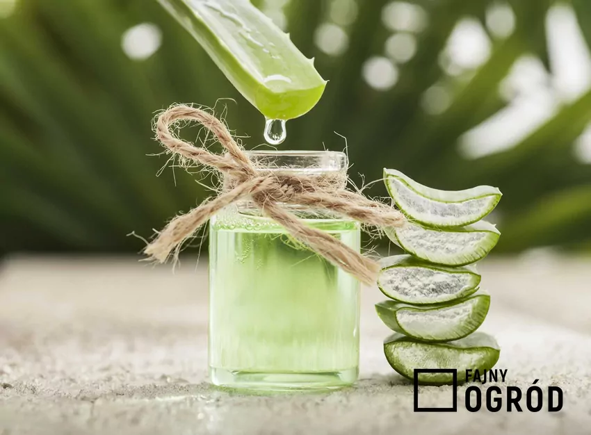 Aloes drzewiasty – uprawa, zastosowanie, właściwości Zastosowanie aloesu jest bardzo szerokie. Żel z liści przede wszystkim działa kojąco na skóre, ale można także go spożywać.