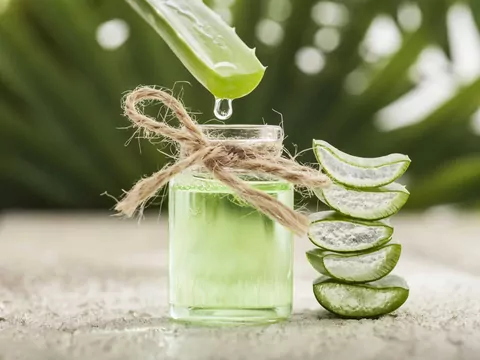Aloes drzewiasty: uprawa i właściwości