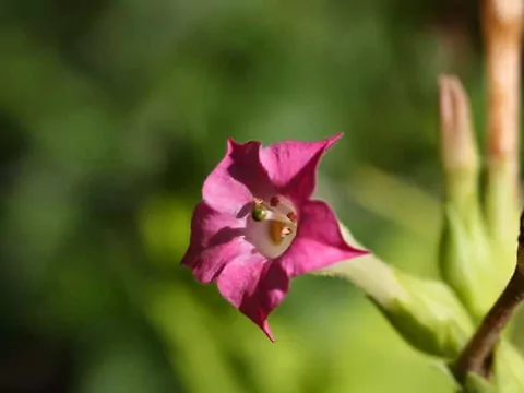 Uprawa i pielęgnacja tytoniu ozdobnego