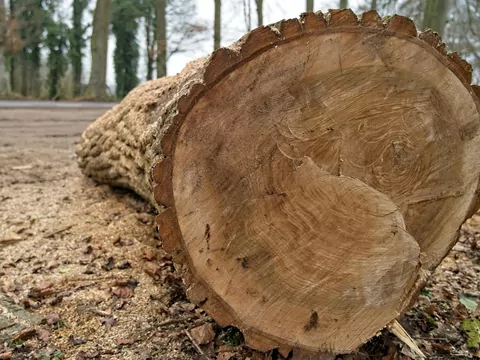 Topola jako drewno opałowe