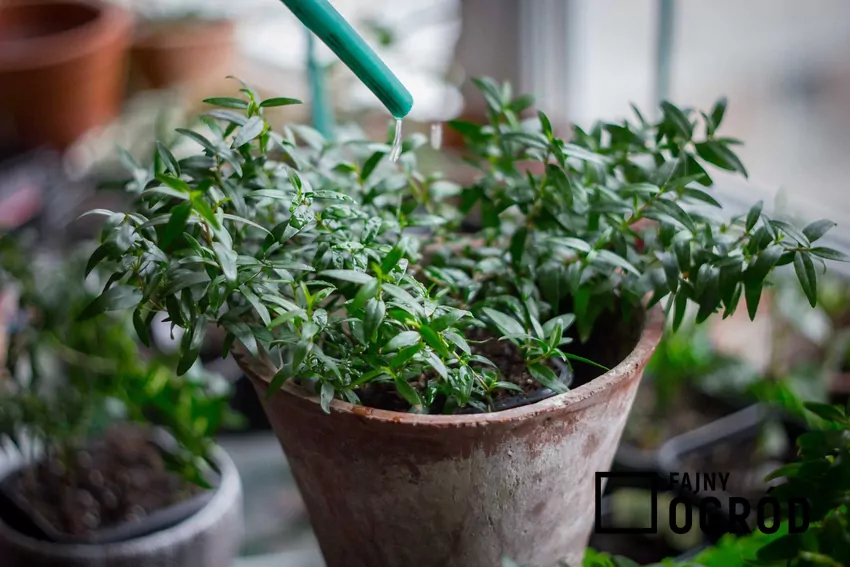 Mirt zwyczajny – uprawa, pielęgnacja, hodowla w doniczce i w ogrodzie Mirt w doniczce to jeden z bardzo popularnych przed laty gatunków. Jest ładny, a uprawa mało wymagająca.