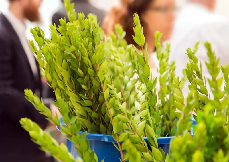 Liście mirtu zwyczajnego w doniczce, a także uprawa, pielęgnacja, najlepsze stanowisko, sadzenie oraz podlewanie krok po kroku