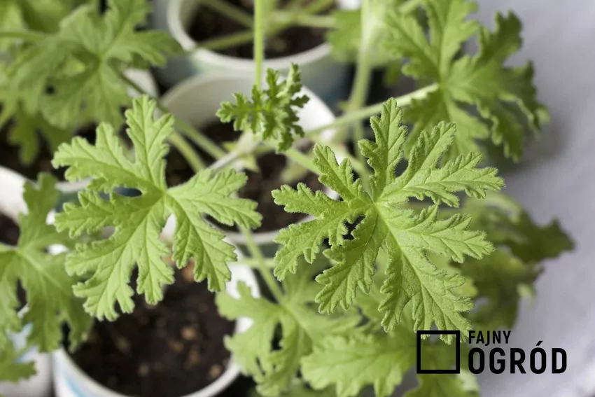 Geranium (anginowiec) - właściwości lecznicze, uprawa, ciekawostki
