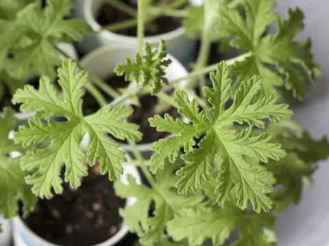 Geranium - właściwości, uprawa, ciekawostki