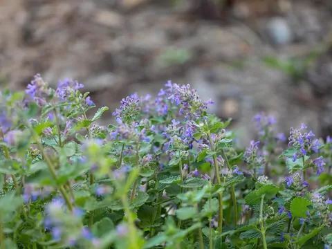 Uprawa kocimiętki w oogrodzie
