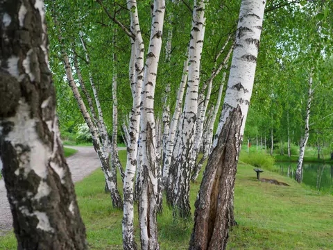Klon czy brzoza - porównanie drewna opałowego