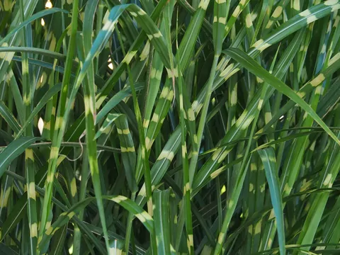 Miskant chiński Gracillimus