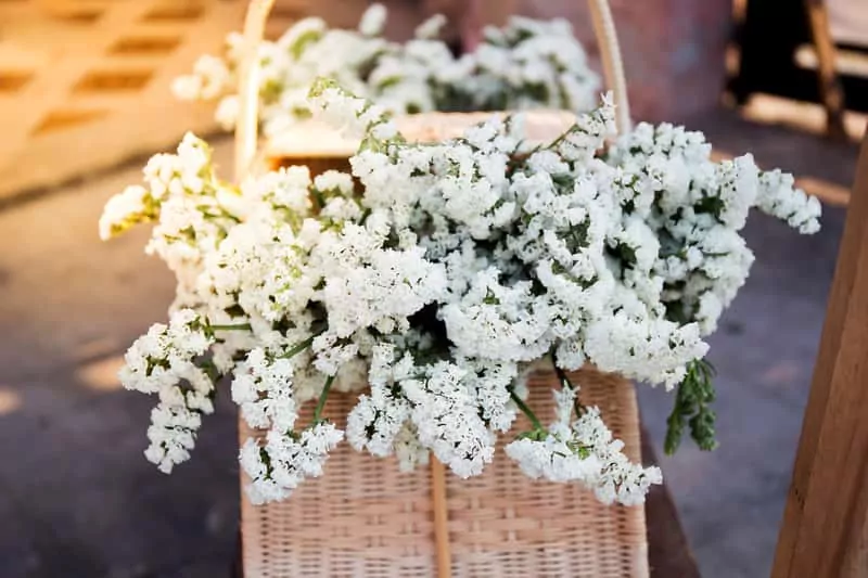 Gipsówka o drobnych białych kwiatuszkach w koszyku, a także najbardziej popularne odmiany, uprawa oraz pielęgnacja