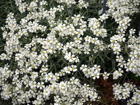 Gipsówka: odmiany, uprawa, pielęgnacja, cena