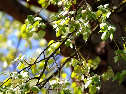 Topola czarna: odmiany i uprawa