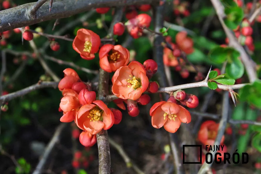 Kwiaty pigwowca w czasie kwitnienia