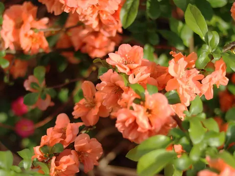 Pigwowiec pośredni w czasie kwitnienia