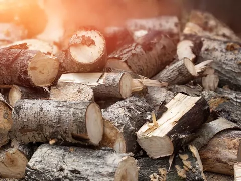 Które drewno kupić do kominka?