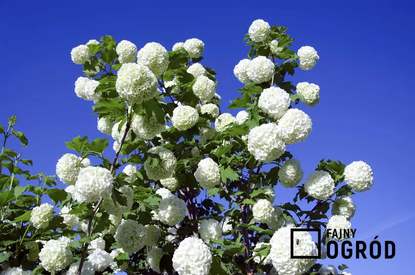 Kalina angielska szczepiona na pniu to jeden z najpiekniejszych krzewów ozdobnych. Sadzenie i uprawa nie są trudne, a cięcia nie trzeba powtarzać zbyt często