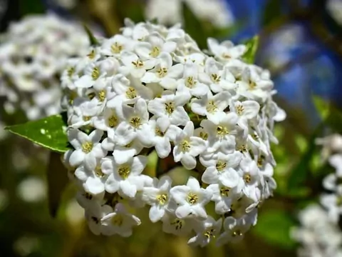 Kalina angielska: uprawa i pielęgnacja