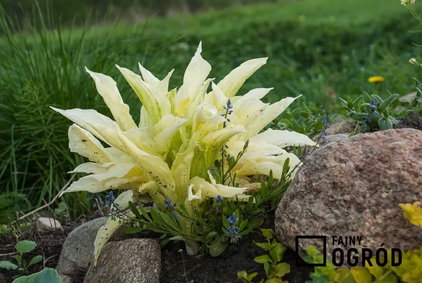Funkia biała to jedna z najbardziej godnych zainteresowania roślin. Jest bardzo atrakcyjna, a jej uprawa jest łatwa. Ma bardzo małe wymagania.