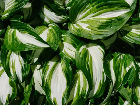 Uprawa i pielęgnacja hosty białej