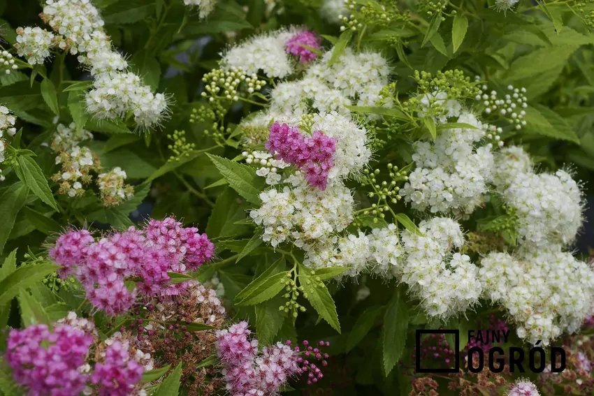 Tawuła brzozolistna to przepiękny krzew, który jest bardzo dekoracyjny ze względu na piękne, ciekawe i bardzo gęsto ułożone kwiaty. Jej pielęgnacja w ogrodzie nie jest wymagająca