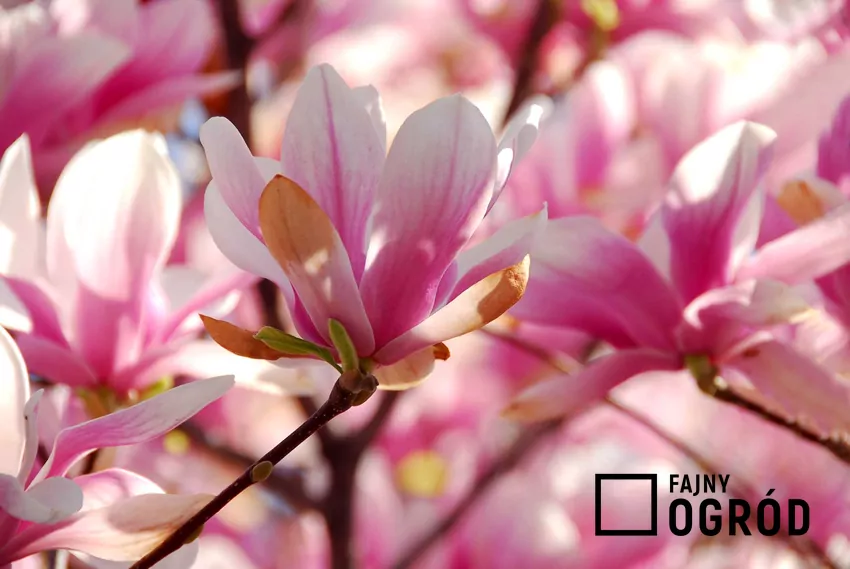 Magnolia parasolowata to odmiana magnolii o przepięknych kwiatach. Ma niskie wymagania, a jej uprawa w ogrodzie nie jest szczególnie wymagająca