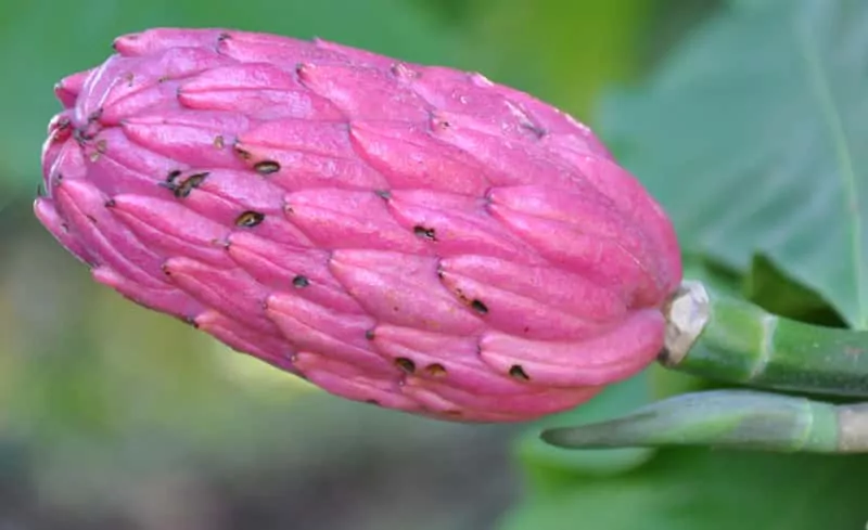 Kwiatostan magnolii parasolowatej Kwiatostan, który wytwarza magnolia parasolowata, a także sadzenie, pielęgnacja, uprawa oraz wymagania i podłoże dla magnolii