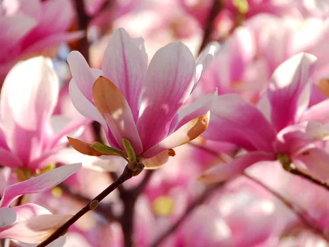 Magnolia parasolowata - uprawa i wymagania