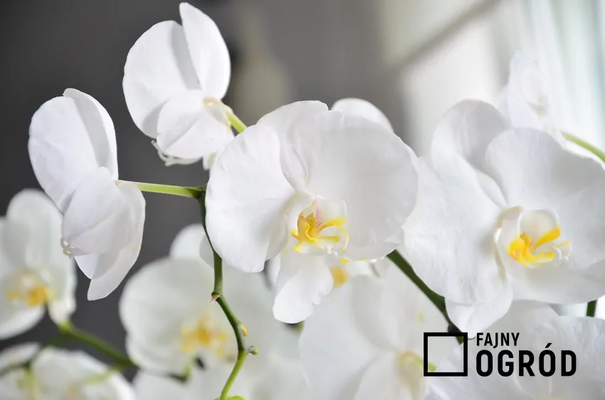 Elegancki biały storczyk phalaenopsis w pełnym rozkwicie Delikatne kwiaty phalenopsis, czyli storczyk biały uprawiany w doniczce, a także pielęgnacja, zastosowanie i sadzenie