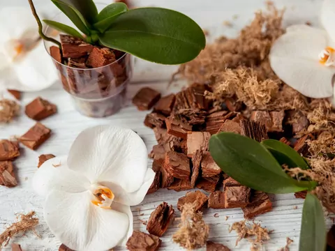 Uprawa i pielęgnacja białego storczyka