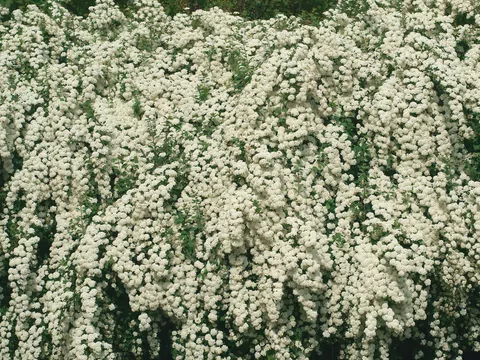 Tawuła szara: uprawa i pielęgnacja