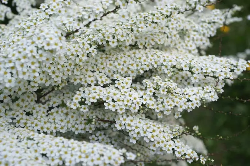 Tawuła szara w ogrodzie, a także uprawa, pielęgnacja, sadzenie, ceny, cięcie i zastosowanie krok po kroku