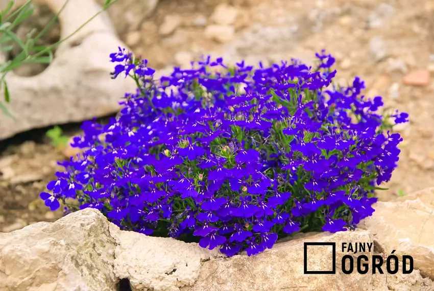 Lobelia erinus kwitnie od czerwca do pierwszych przymrozków Lobelia w ogrodzie