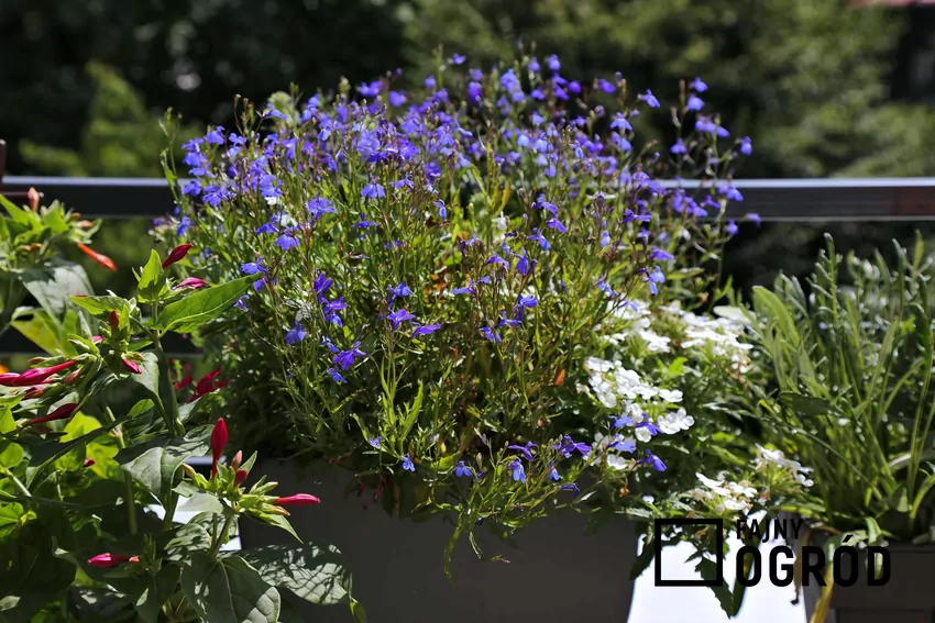 Niektóre gatunki lobelii wytrzymują spadki temperatur do -20 stopni Celsjusza Lobelia na balkonie