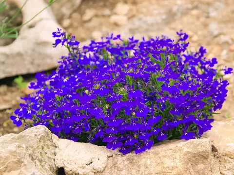 Lobelie różnego rodzaju na balkon