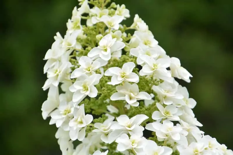 Białe kwiaty hortensji dębolistnej, a także hortensja dębolistna krok po kroku, kwitnienie, sadzenie, stanowisko, pielęgnacja i uprawa