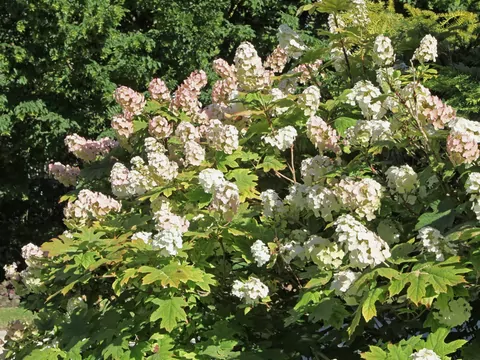 Odmiany i pielęgnacja hortensji dębolistnej