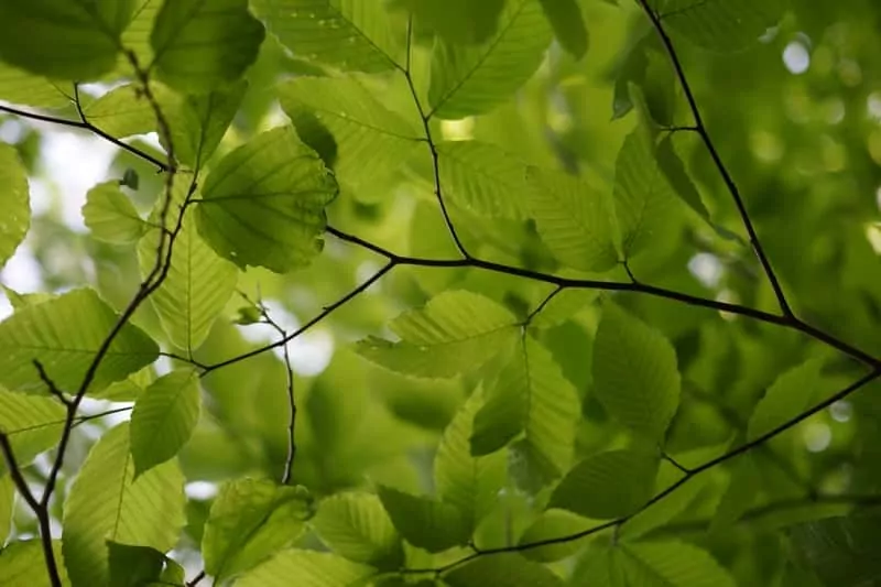 Liście olchy zwyczajnej – źródło naturalnych naparów i leczniczych okładów Liście olchy - odmiany, warunki uprawy oraz pielęgnacja i sadzenie w ogrodzie, a także właściwości i zastosowanie olchy