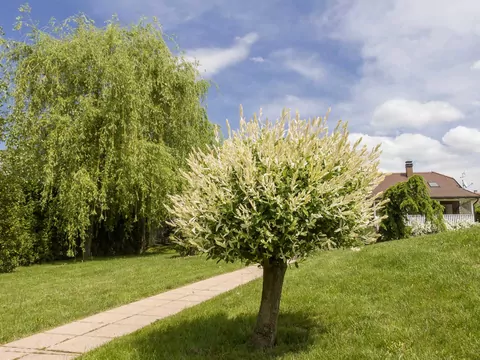 Najpiękniejsze gatunki wierzby