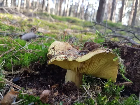 Grzyb gąska w lesie