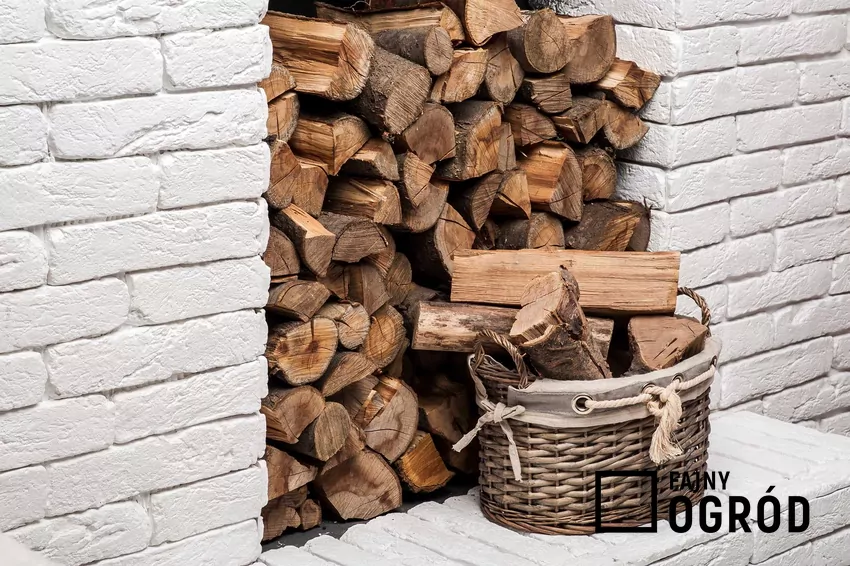 Drewno do kominka, jak drewno dębowe do kominka, a także jesion, olcha, grab czy buk do kominka jako drzewo do kominka