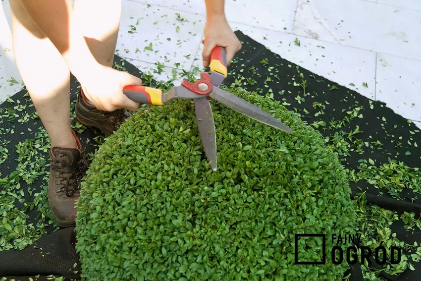 Przycinanie bukszpanu wieczniezielonego to najważniejszy element pielęgnacji. Cięcie i sadzenie to najważniejsze zabiegi.