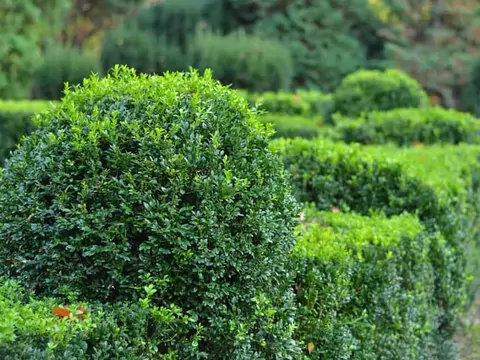 Uprawa i pielęgnacja bukszpanu wieczniezielonego