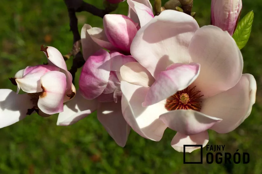 Magnolia Siebolda w pełnym rozkwicie – białe kwiaty z czerwonym środkiem zachwycają każdego ogrodnika Kwiaty magnolii Siebolda są przepiękne. Roślina kwitnie wczesną wiosną, pod warunkiem, że ma zapewnione wszystkie wymagania i odpowiednie stanowisko.