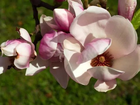 Magnolia Siebolda: sadzenie i uprawa