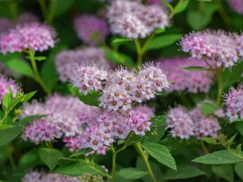 Tawuła gęstokwiatowa: uprawa i pielęgnacja