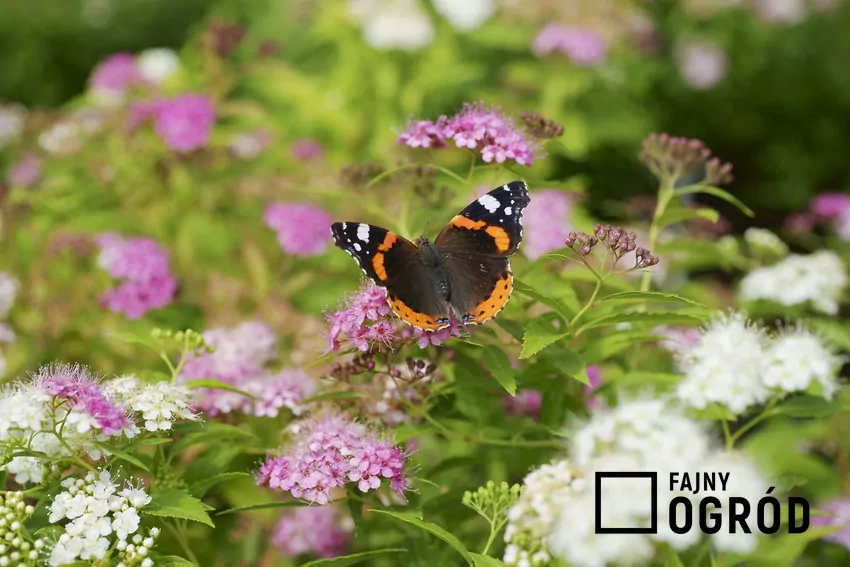 Tawuła gęstokwiatowa to przepiękny krzew, który uprawia się w ogrodzie. Pielęgnacja nie jest trudna, a roślina jest chętnie odwiedzana przez motyle.