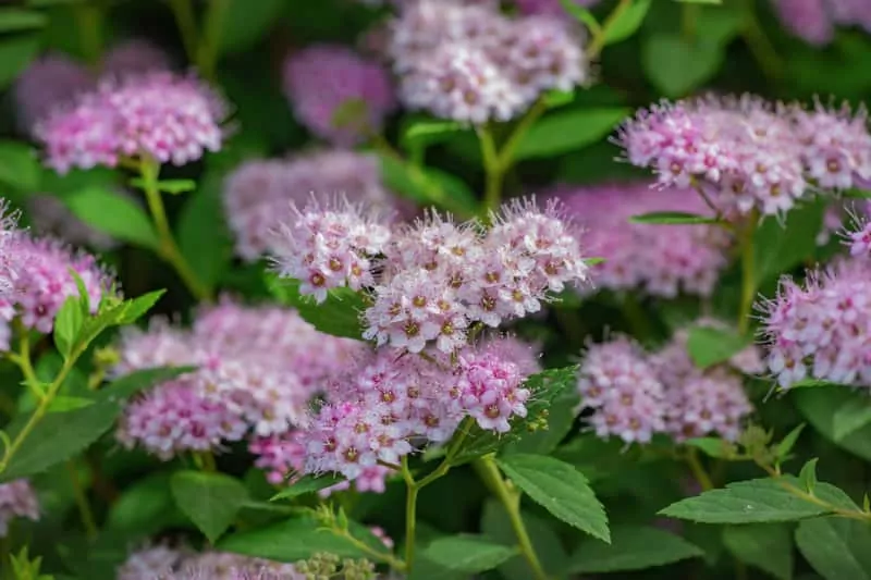 Tawuła gęstokwiatowa, łac. Spirea densiflora - opis, rodzaje, warunki uprawy, wymagania, środowisko, sadzenie, pielęgnacja - porady