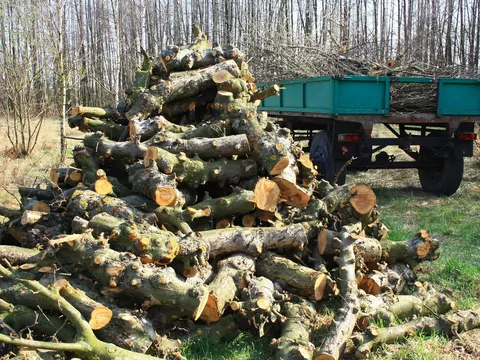 Tanie drewno opałowe: gdzie kupić