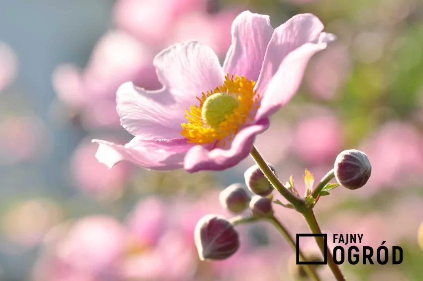 Zawilec japoński w pełnym rozkwicie – idealny wybór do zacienionego ogrodu. Kwiat zawilca japońskiego przybiera różne kolory - biały, różowy, fioletowy, a nawet purpurowy. Zróżnicowana jest również jego budowa. Może być pojedynczy, półpełny lub pełny.